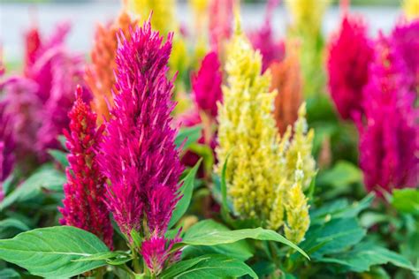 Celosia Woolflower Care And Growing Tips Uk