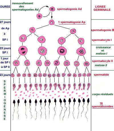 Définition Spermatogonie