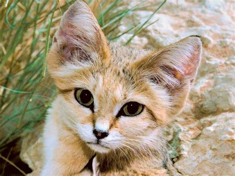 Al Ain Zoo launches project for sand cat conservation | Uae – Gulf News