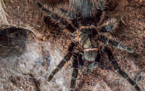 Curly Hair Tarantula Facts The Spider Blog