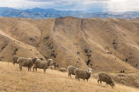 Merino Sheep Grazing On Wither Hills Stock Image Image Of Rays