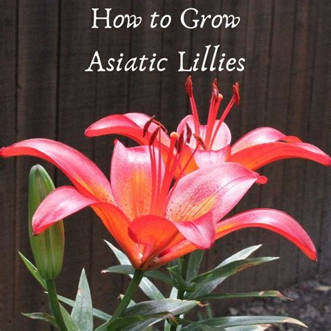 How To Grow Asiatic Lilies Dengarden