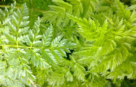 hemlock and cow parsley – Galloway Wild Foods