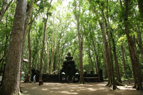 Misteri Alas Purwo Hutan Tua Paling Angker Se Pulau Jawa Nyeremin