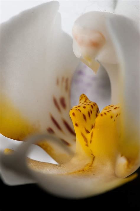 New orchid : r/macrophotography