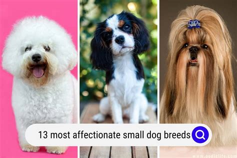 13 Most Affectionate Small Dog Breeds (with Photos) - Oodle Life