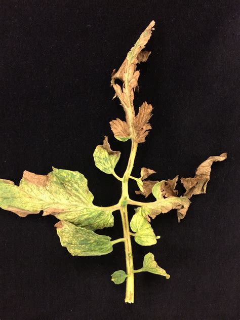 Tobacco Mosaic Virus