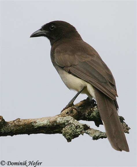Brown Jay Alchetron The Free Social Encyclopedia