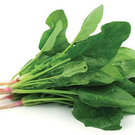 Buy Spinach Organic Vegetable Seeds Online From Nurserylive At Lowest