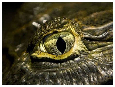 Predator Or Prey The Shape Of Animals Eyes Holds The Key Study