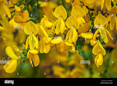 Common Broom Scotch Broom Cytisus Scoparius In Flower Belgium