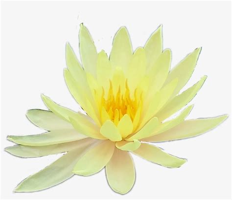 Flower Flowers Yellow Aesthetic Tumblr Png Yellow Aesthetic Sacred