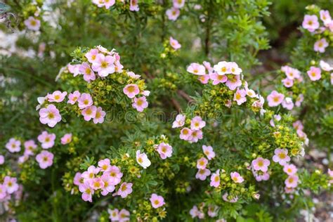 Beautiful Pink Flowers in Garden Stock Photo - Image of floral ...