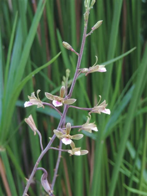 Eulophia graminea - Leon Levy Native Plant Preserve