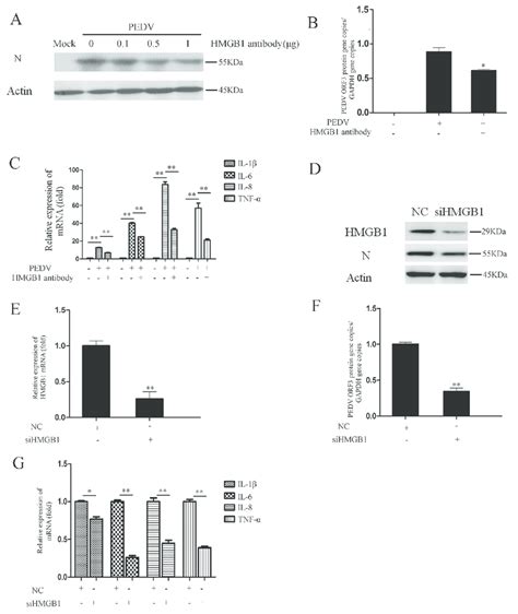 Blockage Of Hmgb1 Inhibits Pedv Infection A Vero Cells Were Infected