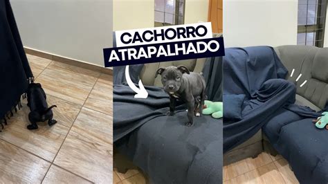 Filhote de cachorro desastrado Ficou preso na capa do sofá caiu e