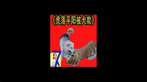 《虎落平阳被犬欺》原来出自他的口！ Youtube