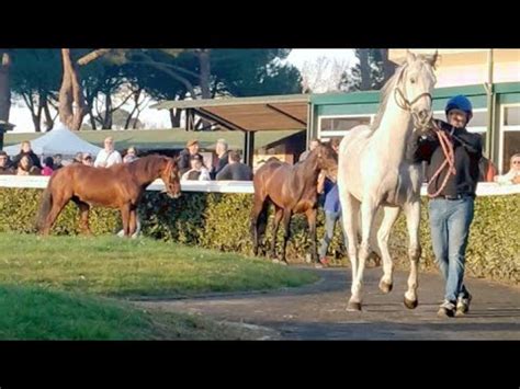 Stallions 2023 Massimiliano Narduzzi Presenta Gli Stalloni Per La