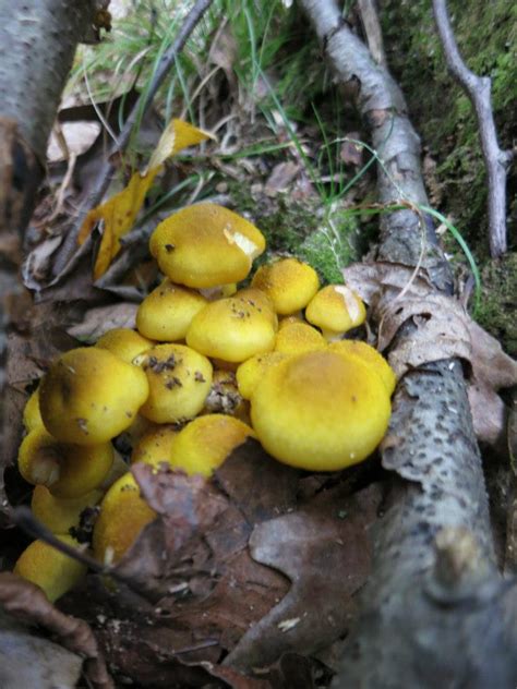 The Foraged Foodie The Ringless Honey Mushroom Armillaria Tabescens