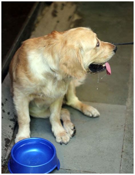 Free photo "Dog Drinking Water"
