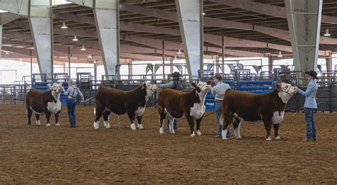 PHOTO GALLERY 2024 SandHills Cattle Showmanship Show Odessa American