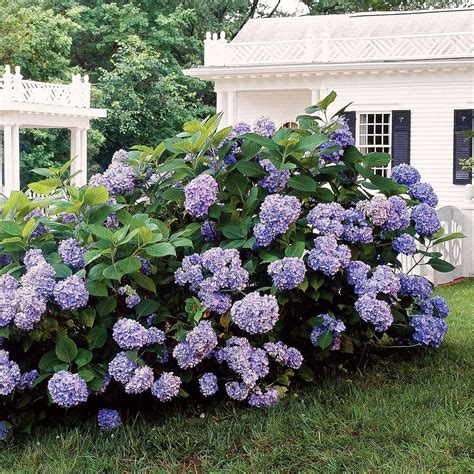 20 Dreamy Hydrangea Gardens That Are Giving Us Major Inspiration Artofit