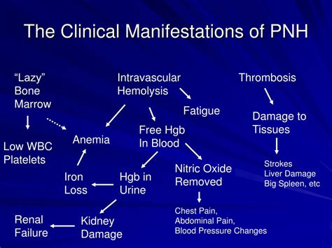 PPT - PNH PowerPoint Presentation, free download - ID:1719120