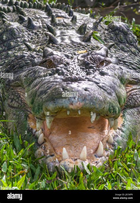 Saltwater Crocodile In Kakadu Northern Territory Australia Stock