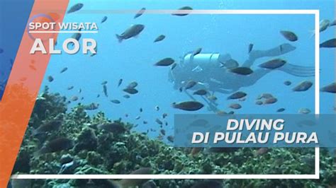 Menjelajahi Indahnya Pemandangan Bawah Laut Pulau Pura Yang Mempesona Alor