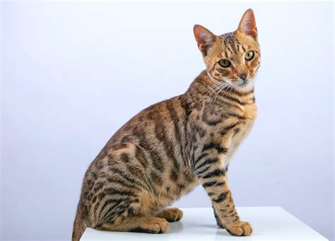 A Comprehensive Guide: Bengal Cat Behavior Problems