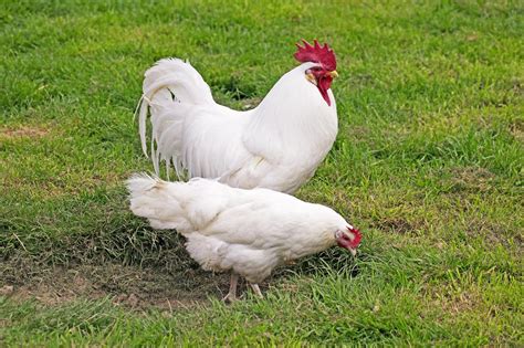 Gallina LEGHORN Características alimentación cuidados y