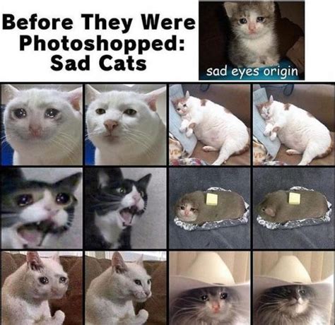 50 Sad Cat Memes We All Can Relate To In Daily Life