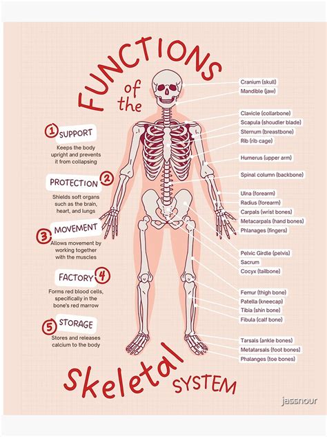 Functions Of The Skeletal System Educational Poster Poster For Sale