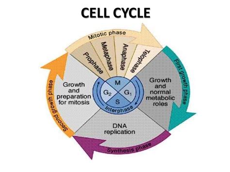 Unit 4 Cell Cycle Diagram | Quizlet