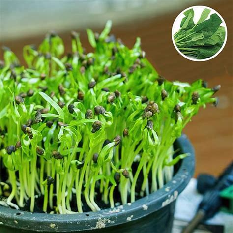 Buy Spinach Organic Microgreen Seeds Online From Nurserylive At