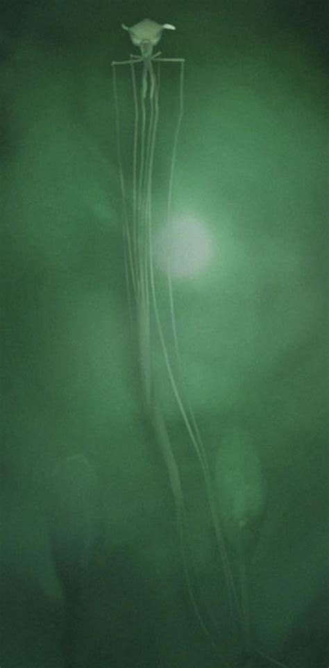 A Rare Photo Of A Big Fin Squid Caught On Camera On November 11th 2007