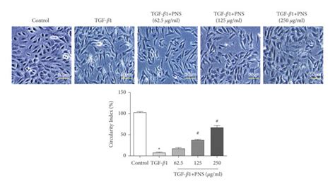 Comparison Of Cell Morphology And Cell Circularity In Each Group