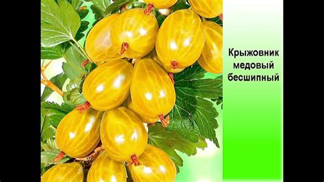 Крыжовник медовый бесшипный - YouTube