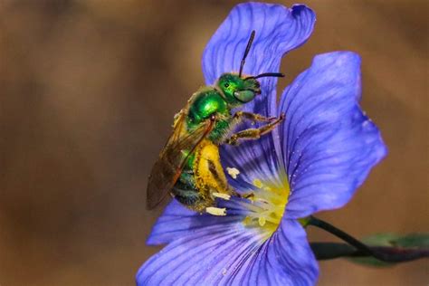 Metallic Green Sweat Bees Are Gorgeous Honey Bee Suite