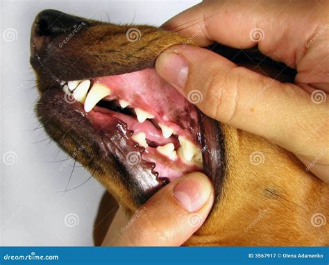 Dog Teeth Royalty Free Stock Photography - Image: 3567917