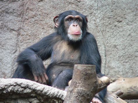 Chimpanzee Facts How Species Female Spear Hunters Are Changing What