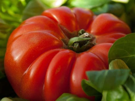 Tomato Beefmaster Campbell S Nursery