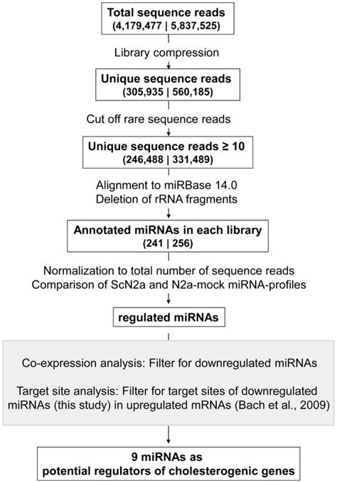 N2a Neuroblastoma Cell Line Ccl 131 Atcc Bioz