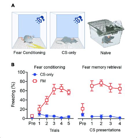 Auditory Fear Conditioning And Fear Memory Retrieval A Schematic Download Scientific