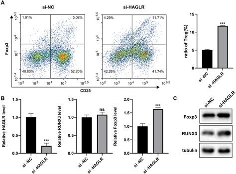 Knockdown Of Haglr In Vitro Promoted The Differentiation Of Treg Cells