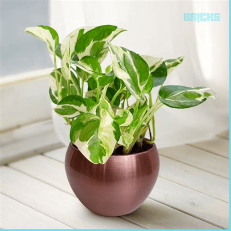 Feng Shui 15 Reasons To Focus On Money Plant