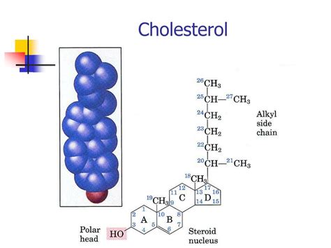 Ppt Introduction To Lipids Powerpoint Presentation Free Download