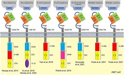 Frontiers Adoptive Immunotherapy With Engineered Inkt Cells To Target