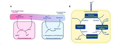 Schematic Diagram Of The Urea Cycle Ammonia Detoxification And