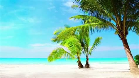 K Uhd Tropical Beach Palm Trees On A Island Ocean Sounds Ocean